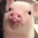 Figurinha de Animais para WhatsApp