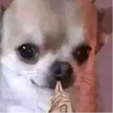 Figurinha de Cachorros para WhatsApp