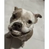 Figurinha de Cachorros para WhatsApp