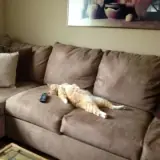 Figurinha de Gatos para WhatsApp