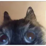 Sticker de Gatos para WhatsApp