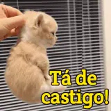 Figurinha de Memes Brasileiros para WhatsApp