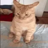 Figurinha de Gatos para WhatsApp