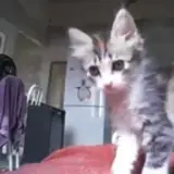 Figurinha de Gatos para WhatsApp