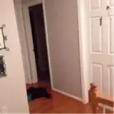 Cachorros WhatsApp sticker