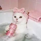 Figurinha de Animais para WhatsApp