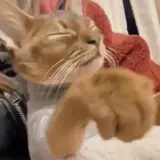 Figurinha de Gatos para WhatsApp