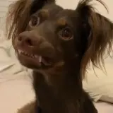 Figurinha de Cachorros para WhatsApp