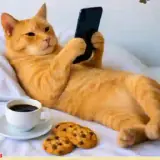 Figurinha de Gatos para WhatsApp