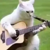 Figurinha de Animais para WhatsApp