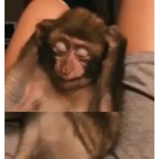 Figurinha para WhatsApp — Animais