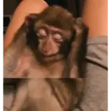 Sticker de Animais para WhatsApp