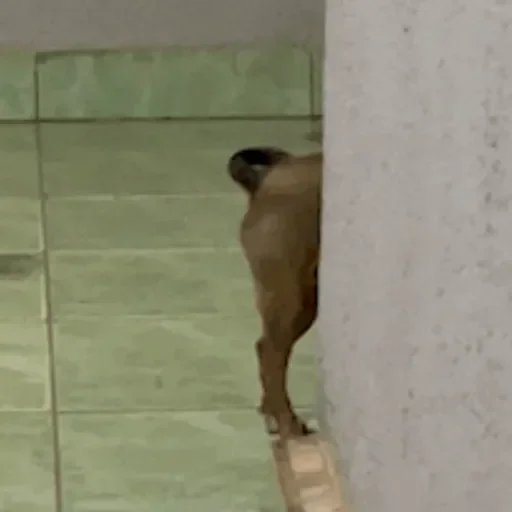 Figurinha para WhatsApp — Cachorros