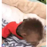 Figurinha de Engraçados para WhatsApp