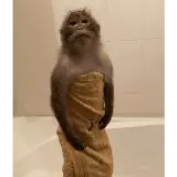 Animais WhatsApp sticker