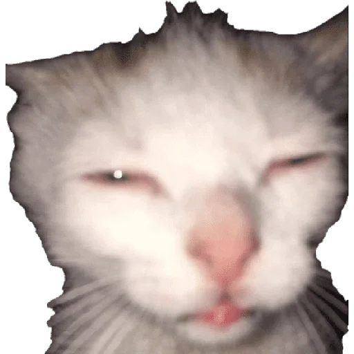 Figurinha para WhatsApp — Gatos