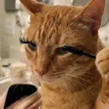 Figurinha para WhatsApp