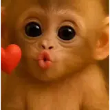 Figurinha de Animais para WhatsApp