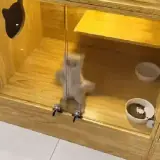 Figurinha de Animais para WhatsApp