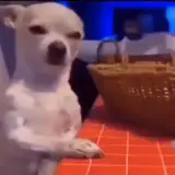 Figurinha de Cachorros para WhatsApp