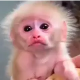 Figurinha para WhatsApp