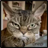 Figurinha de Gatos para WhatsApp