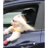 Figurinha de Cachorros para WhatsApp