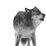 WhatsApp sticker