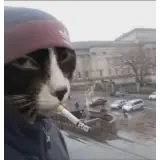 Figurinha de Animais para WhatsApp