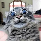 Figurinha de Gatos para WhatsApp