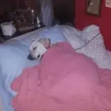 Cachorros WhatsApp sticker