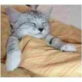 Figurinha de Gatos para WhatsApp