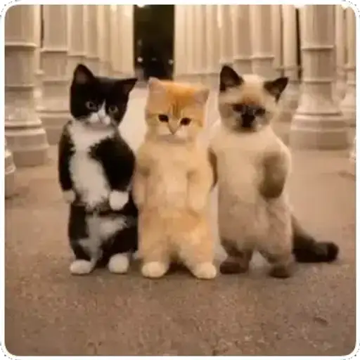 Coletadas sticker 769