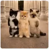 Figurinha para WhatsApp