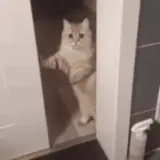 Figurinha para WhatsApp