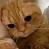 Figurinha de Gatos para WhatsApp