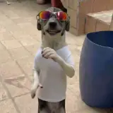 Figurinha para WhatsApp