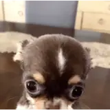 Figurinha de Cachorros para WhatsApp