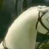 Sticker para WhatsApp