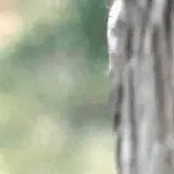 Figurinha para WhatsApp