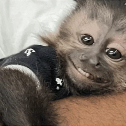 Figurinha para WhatsApp — Animais