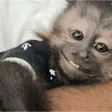 Figurinha de Animais para WhatsApp