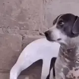 Figurinha para WhatsApp