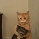 Figurinha de Gatos para WhatsApp