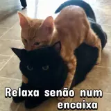 Figurinha de Gatos para WhatsApp
