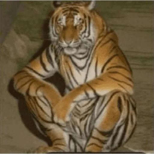 Figurinha para WhatsApp — Animais