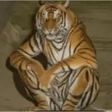 Figurinha de Animais para WhatsApp