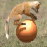 Figurinha de Gatos para WhatsApp