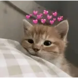 Figurinha de Animais para WhatsApp