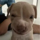 Figurinha de Cachorros para WhatsApp